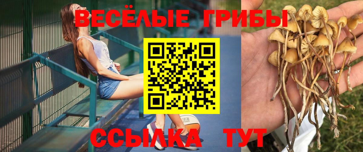 Галлюциногенные грибы мицелий  Вход с VPN  Галлюциногенные грибы прущие грибы  Отрадное 